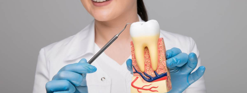 a female doctor holding a decayed tooth with visible cavities and a dental tool, emphasizing the importance of periodontal treatments for maintaining gum health.